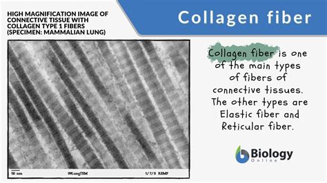 fiber biology|Fiber Definition and Examples .